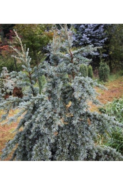 Тсуга західна Глаука